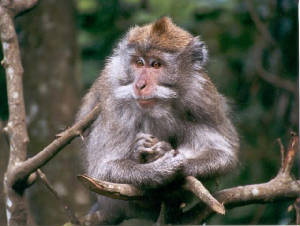 monkey.jpg