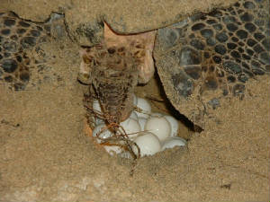 sea_turtle_laying_eggs.jpg