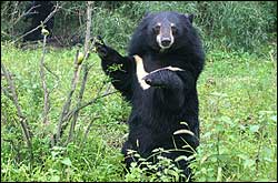 moonbearstand.jpg